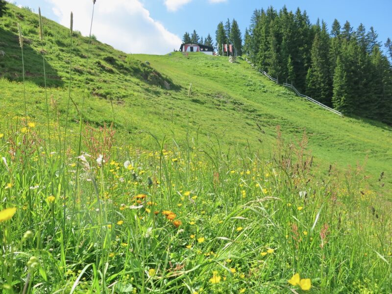 The Tirol in summer. Image © PlanetSKI
